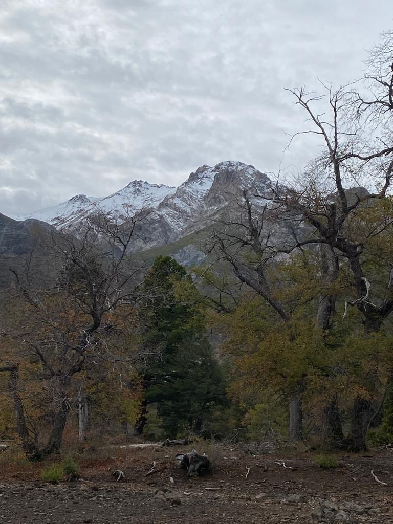 Parque Ingles, Radal ,  7 tazas